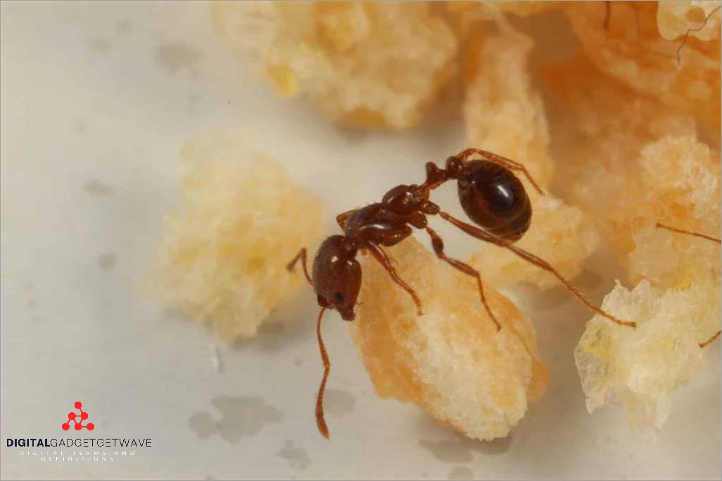 Marching Ant Moving: The Ultimate Guide to Efficient Ant Control