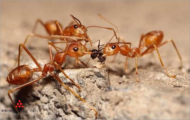 Preventing Ant Infestations