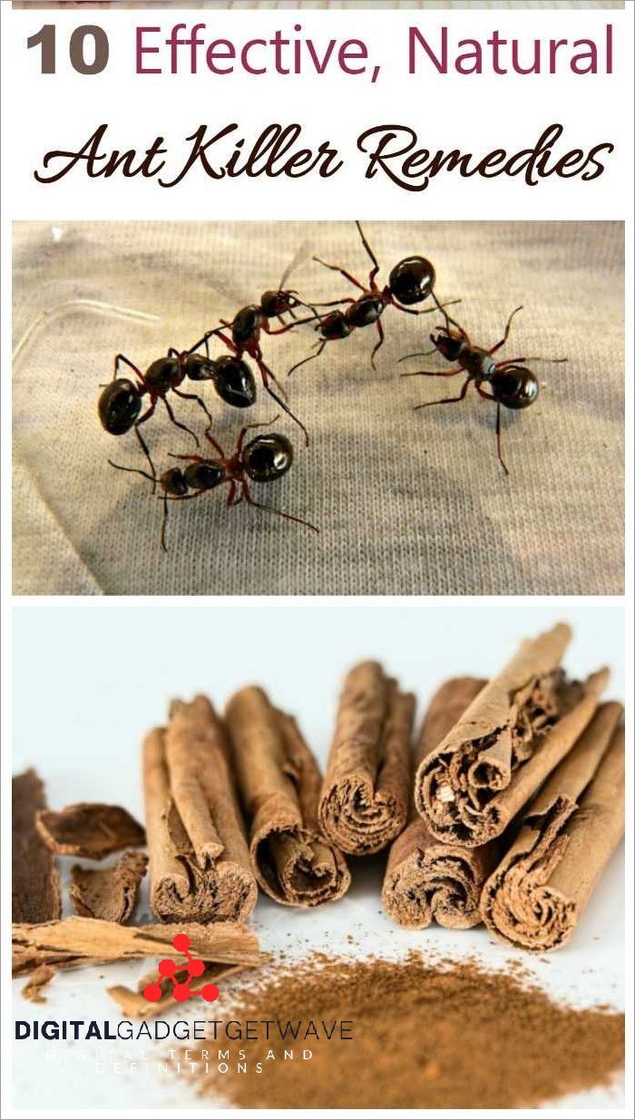 Using Ant Repellents