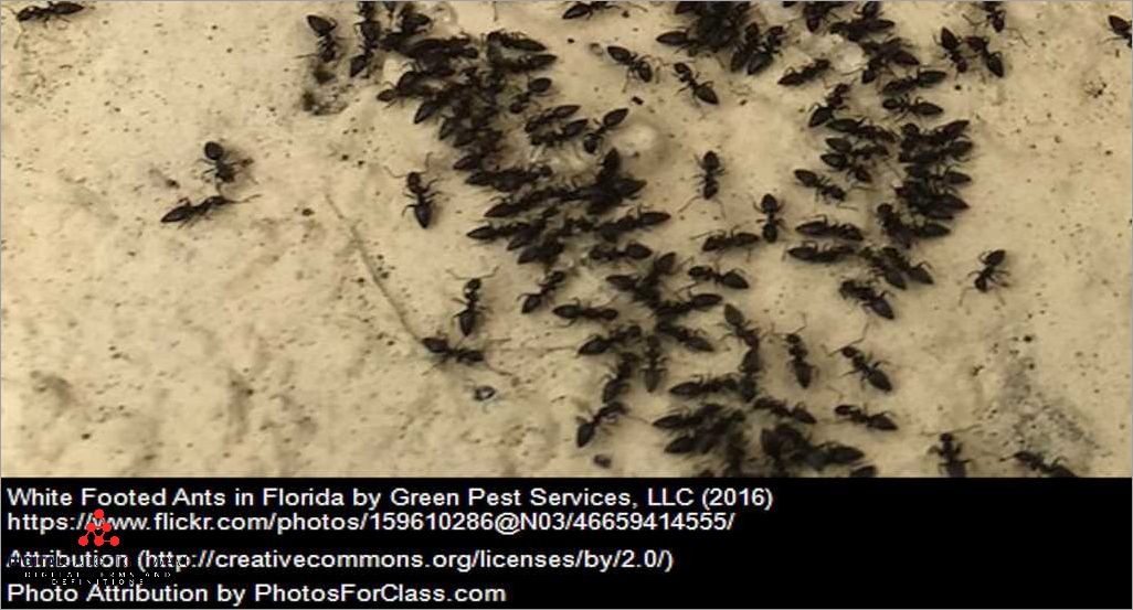 Natural Ant Control Methods