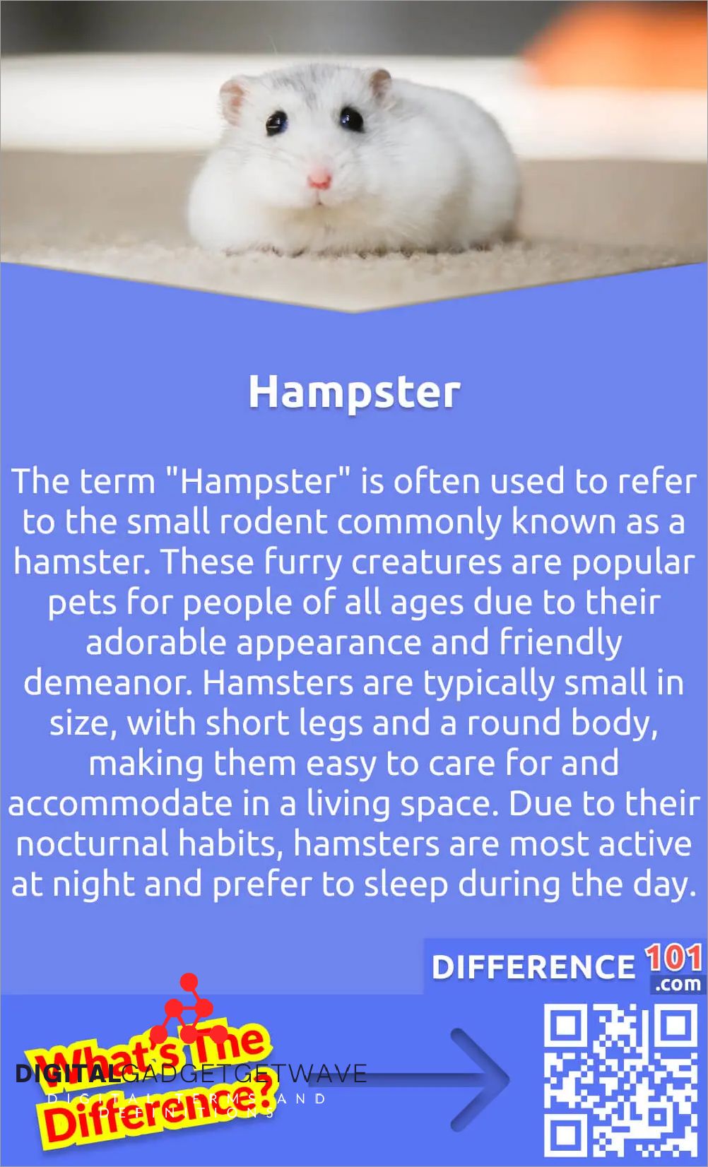 hampster-or-hamster-discover-the-difference-digitalgadgetwave