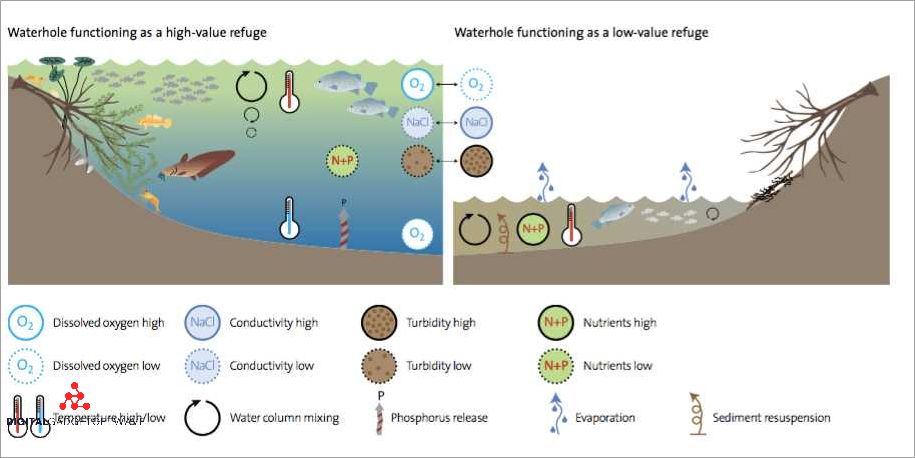 What is a Water Hole? Definition and Importance